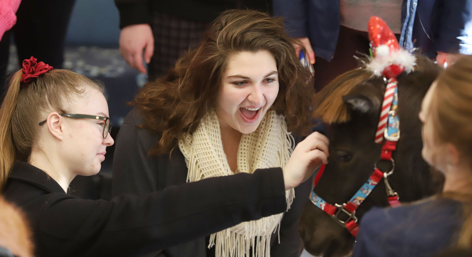 mini therapy horses 20 12.12.18.jpg